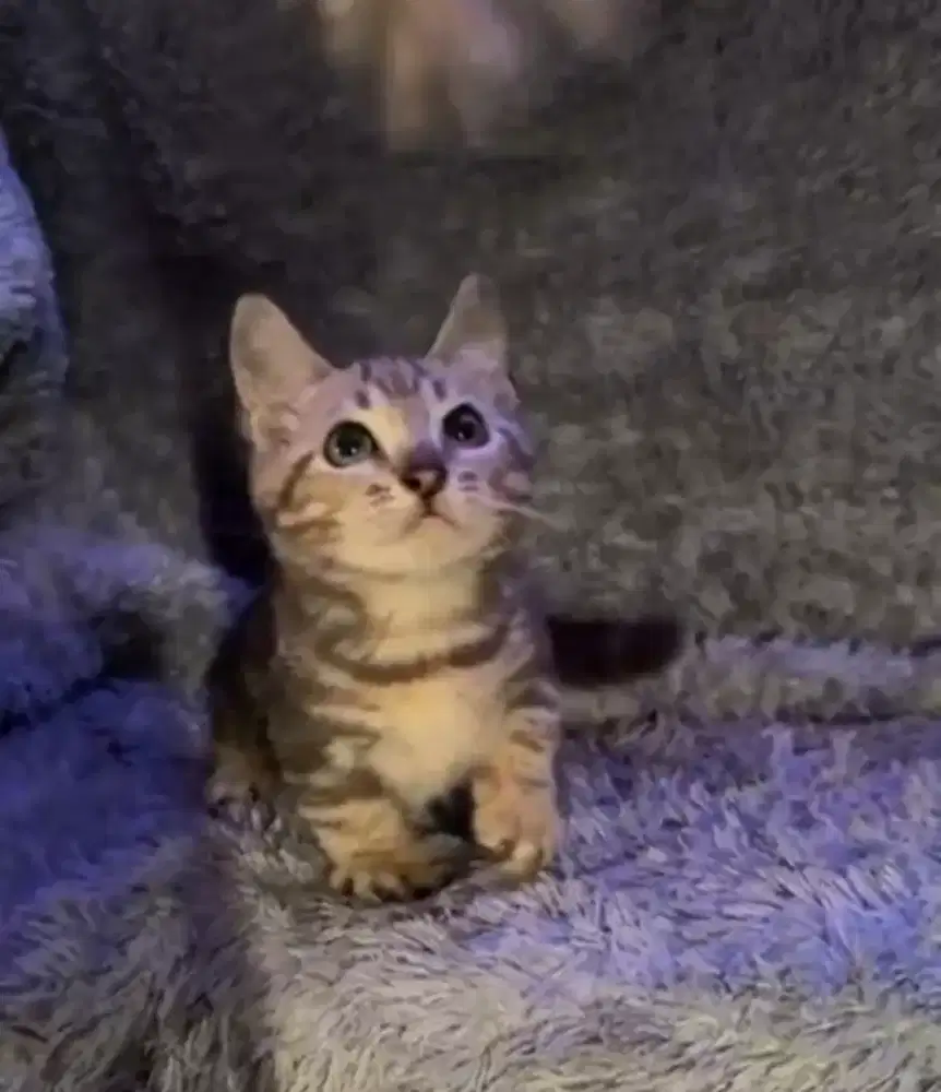 Munchkin Genetta Jantan