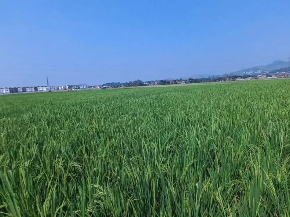 Dijual Tanah di Sodong Girang, Luas Strategis Dekat SMAN 2 Padalarang