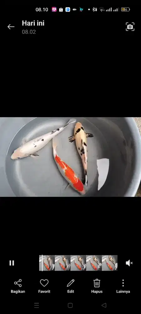 Koi size 16cm s/d 38cm