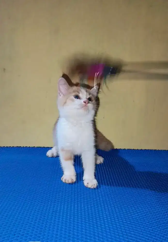 Kitten BSH dan SF sealpoint