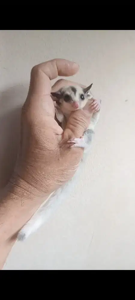 SUGAR GLIDER JOEY MOZAIC JANTAN