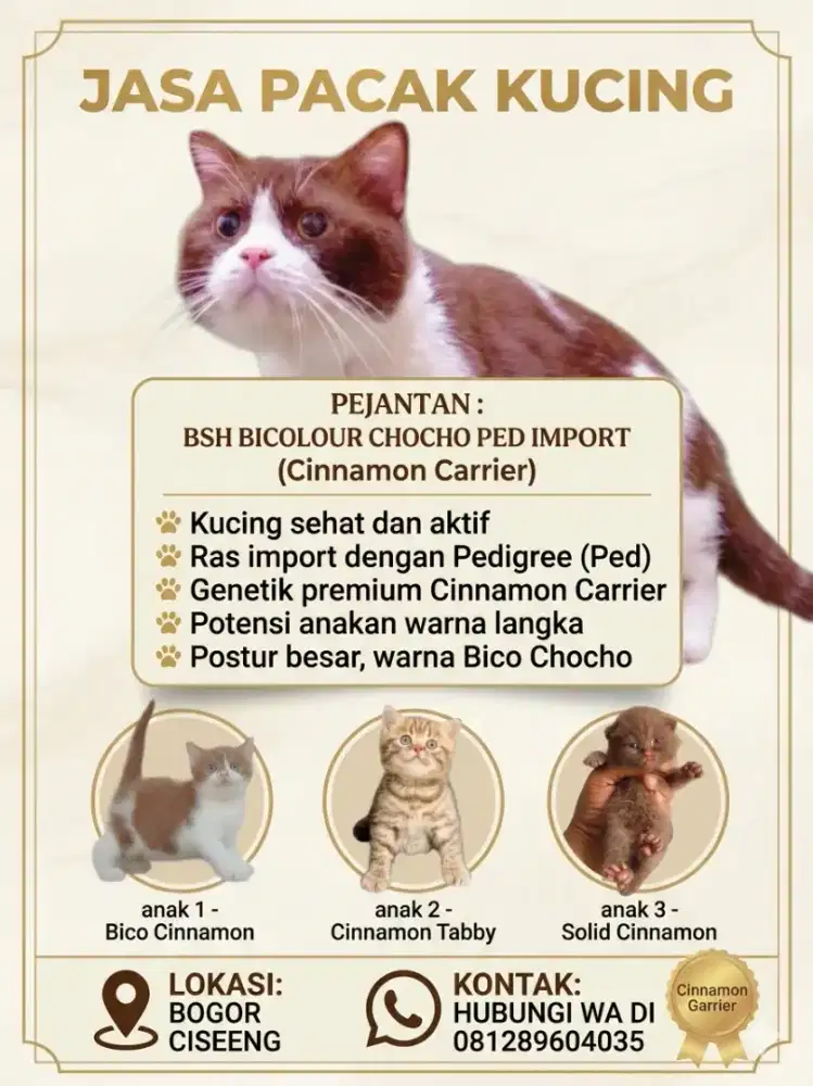 British Shorthair Bicolor import