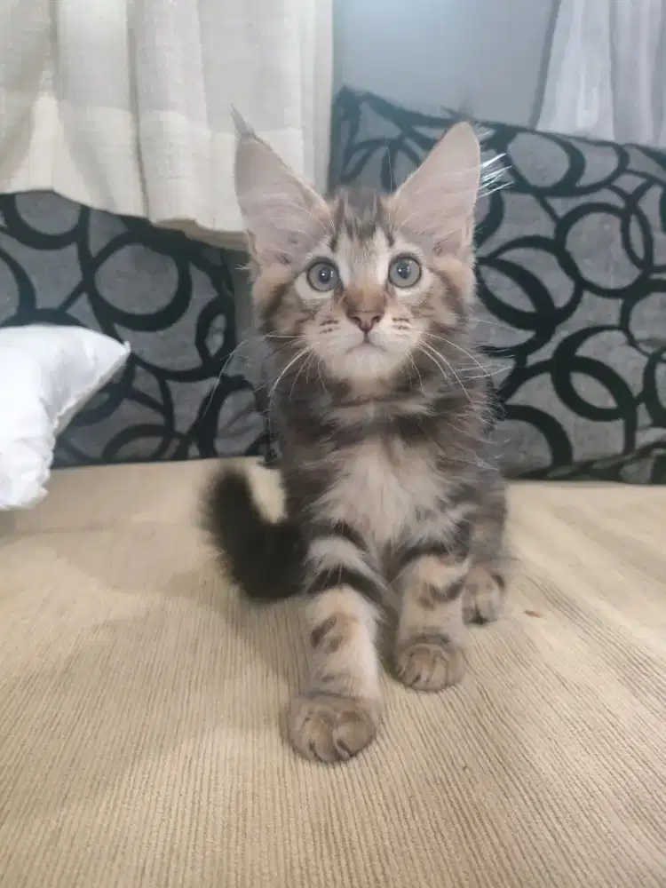 Kitten breed mainecoon