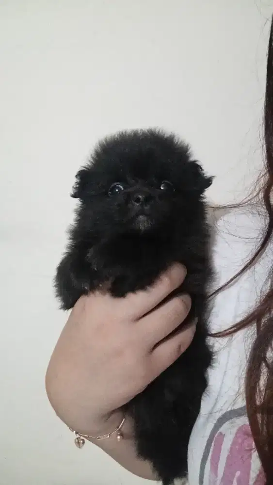 ANAK ANJING MINI POM MIXED SHIH TZU