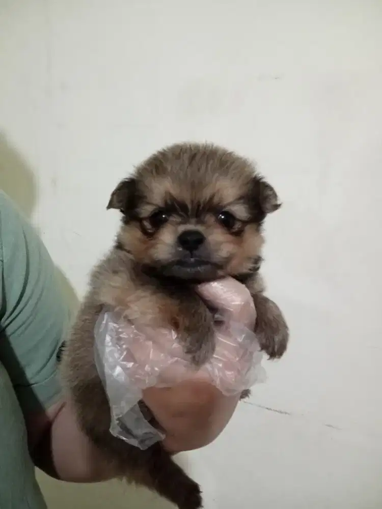ANAK ANJING MINI POM MIXED SHIH TZU