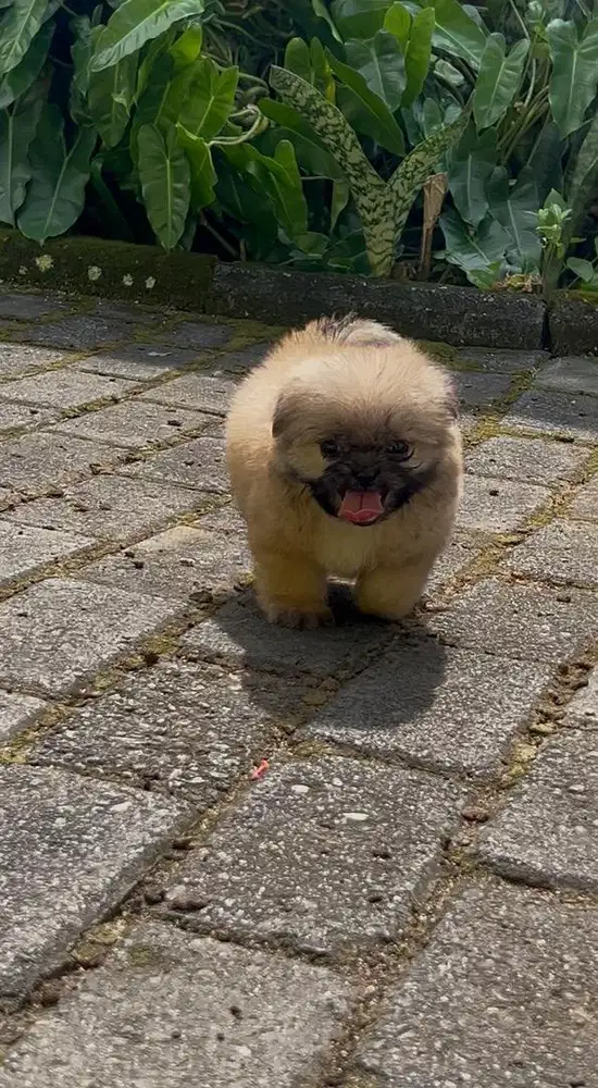 Puppy Shipo mini size