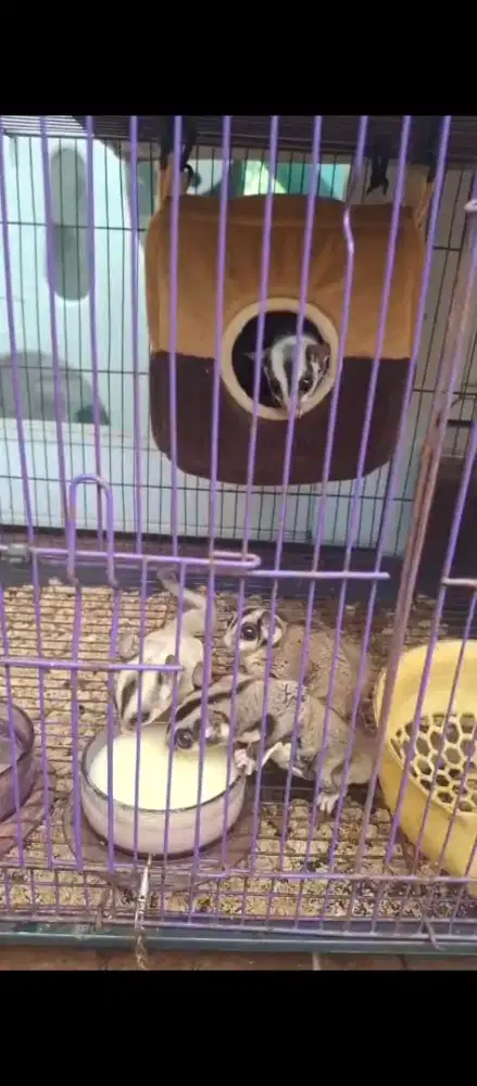 Sugar glider edisi pensiun biasa ada 2pcs. Campuran dr biasa&albino 2