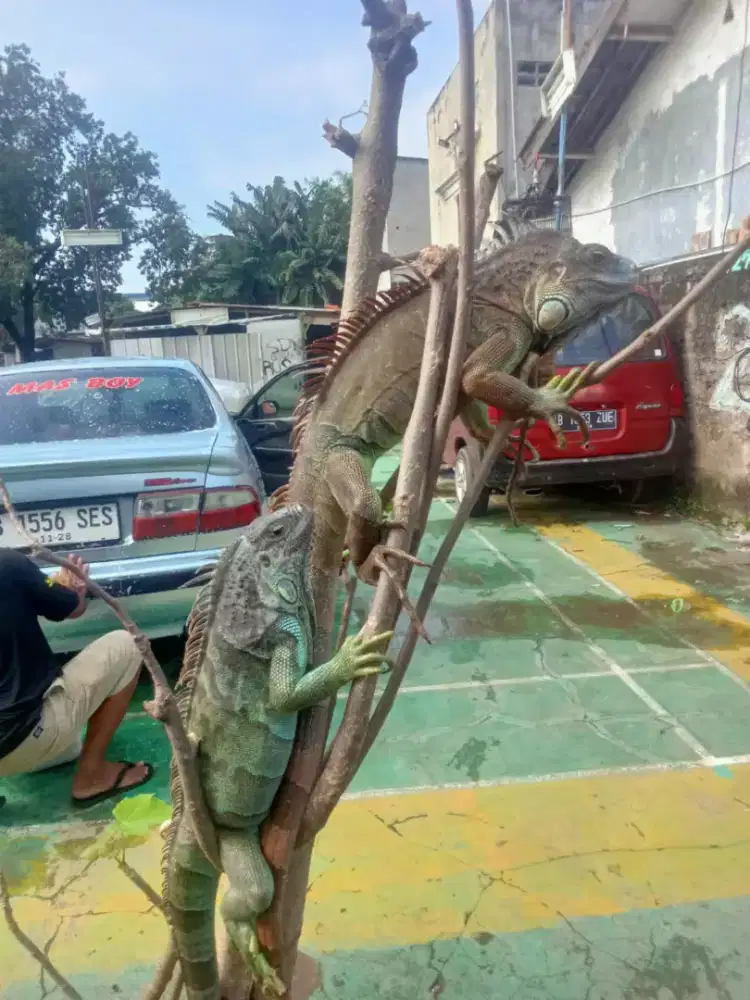 iguana Sepasang