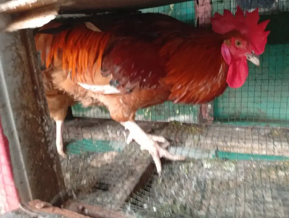 Jual ayam petelur
