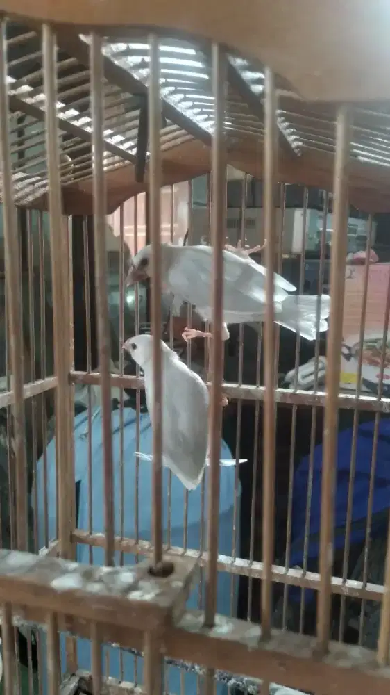 Glatik Silver Sepasang Muda