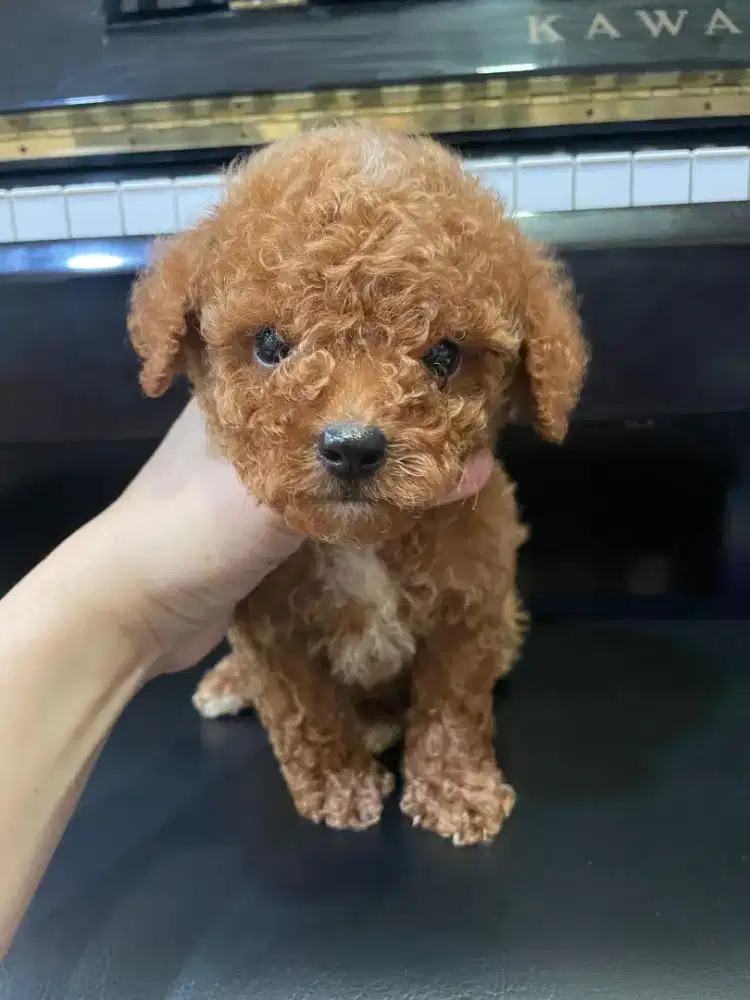 POODLE  FAWN JANTAN