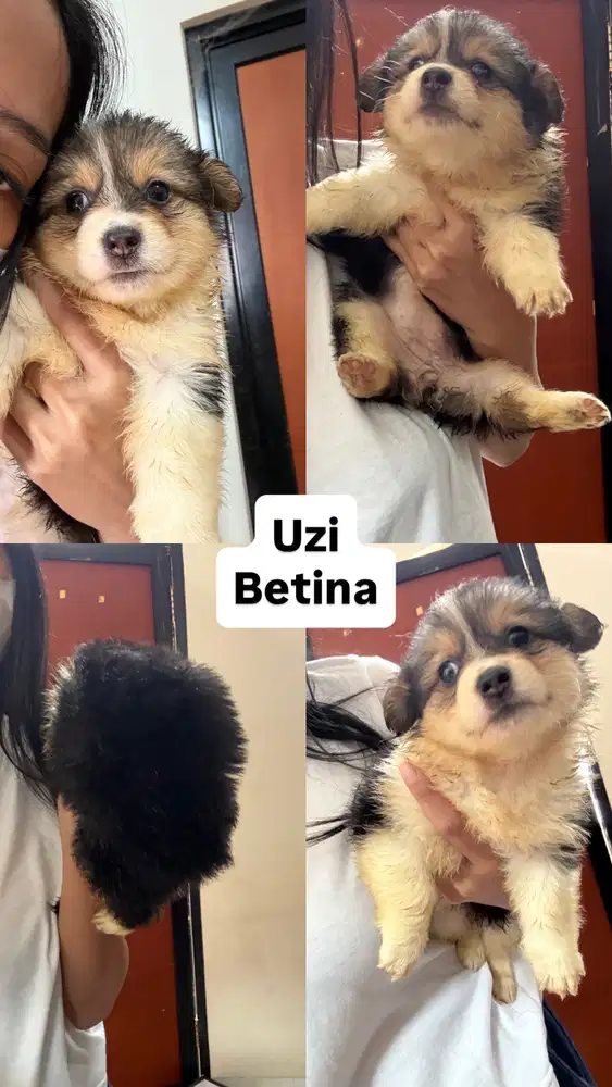 Puppy Corgi need adopter