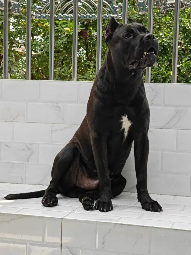 Pitbul XXL rasa cane corso