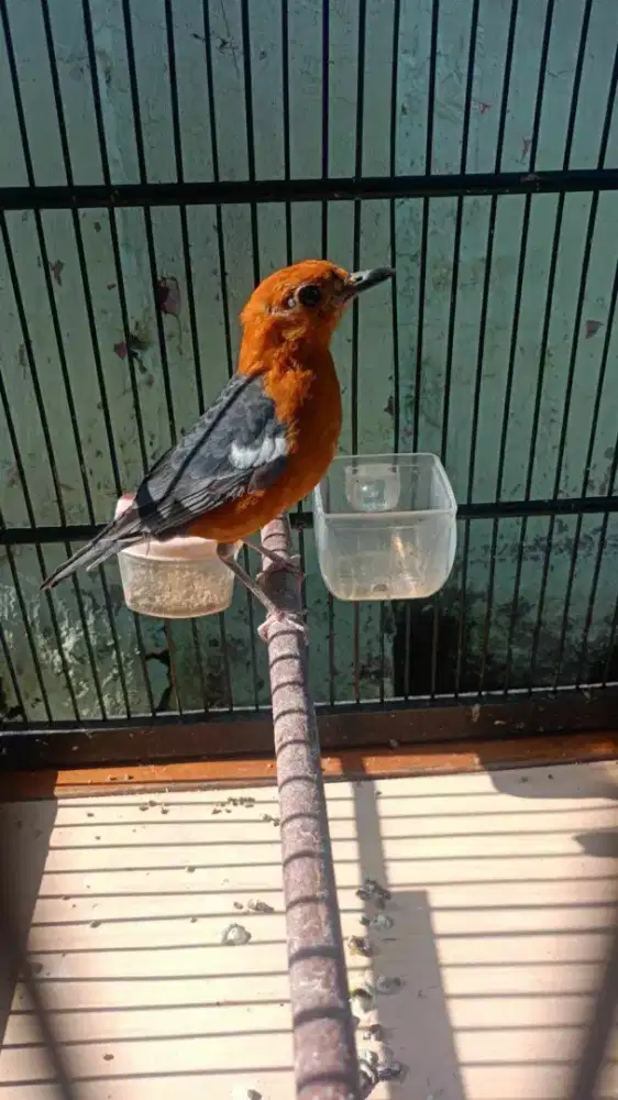 Anis merah lokal los ring