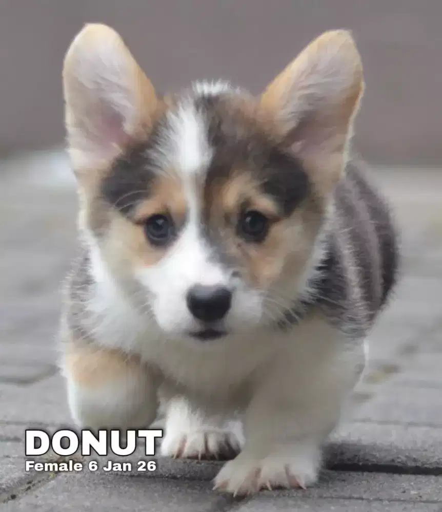 Corgi tricolor betina •DONUT•