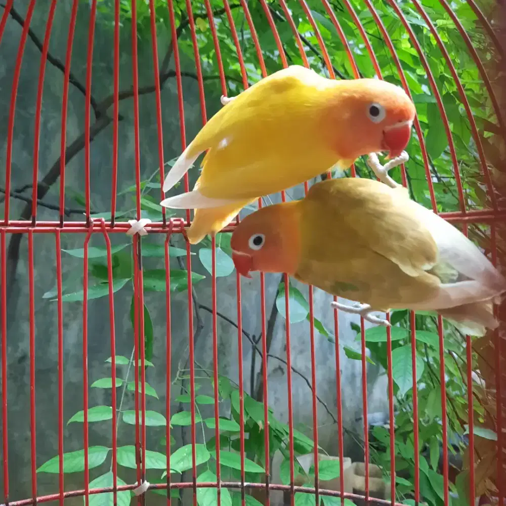 Sepasang mesra lovebird pasjo dan lutino retina merah
