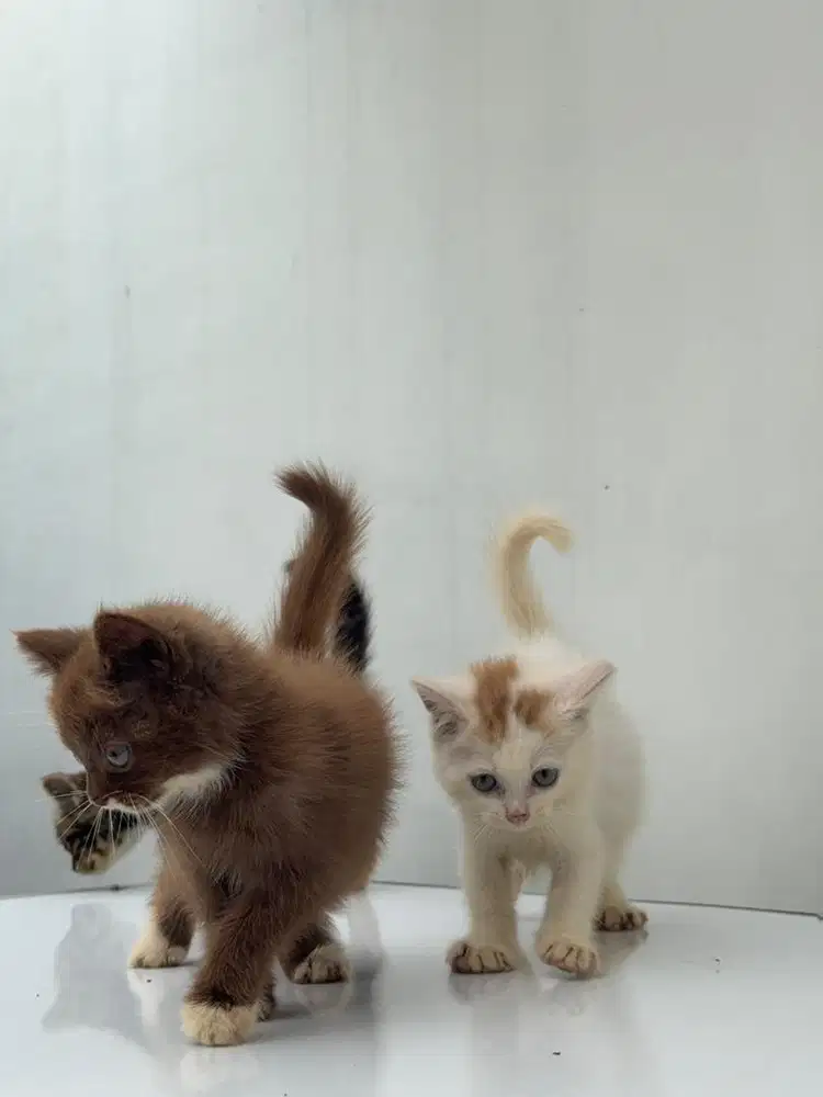 British Short Hair Jantan 3bulan sudah mandiri