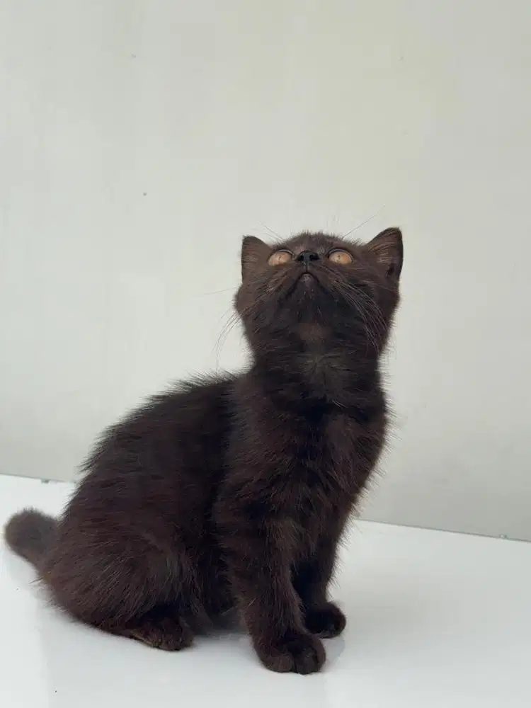 British shorthair black & british longhair bico black