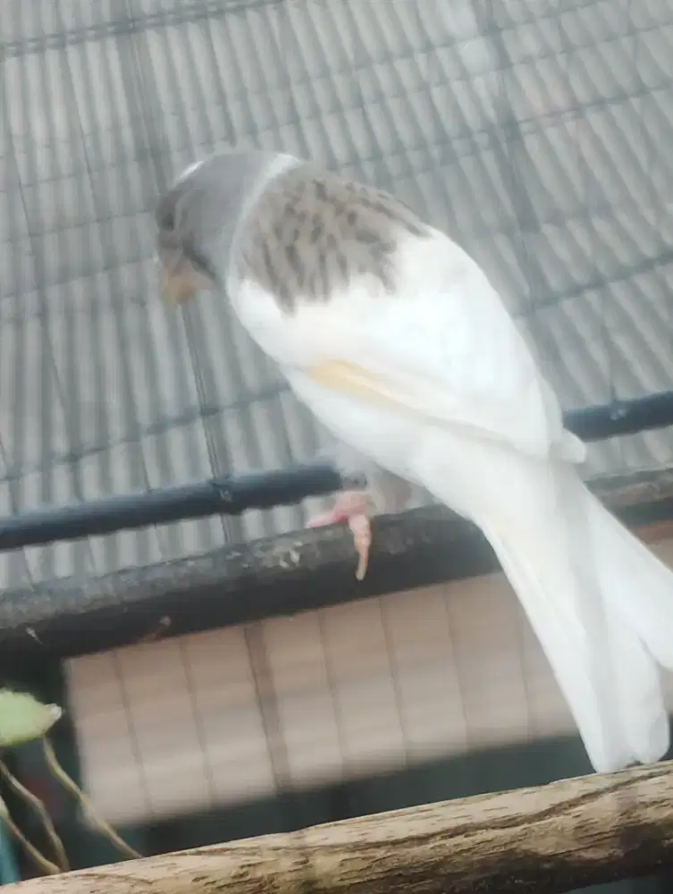 Kenari AFS panda cengkok ciblek