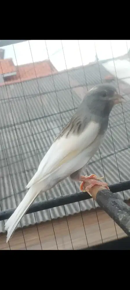 Kenari AF panda lagu cengkok