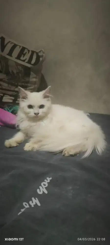 Jual kitten jantan white solid