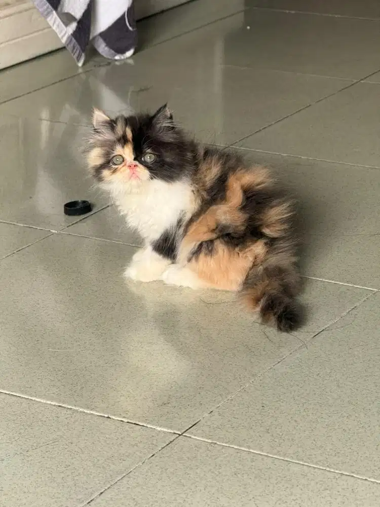 Kucing peaknose persian