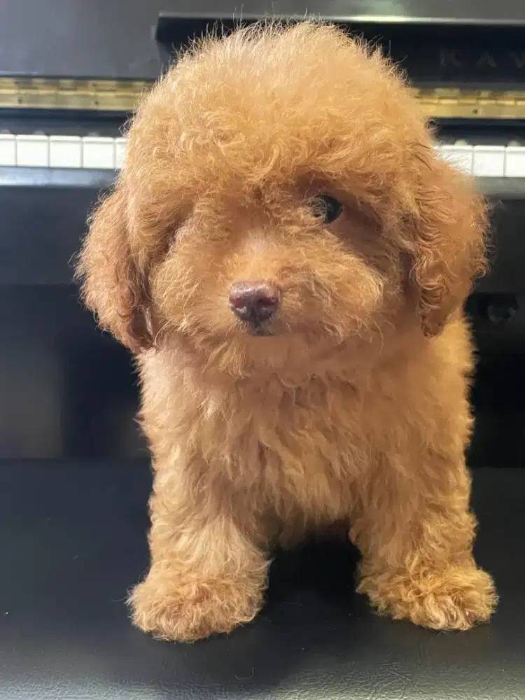 POODLE FAWN BETINA