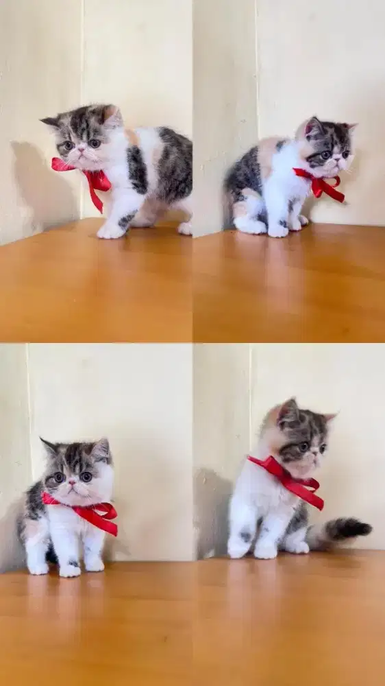 kitten Persia Peaknose exotic