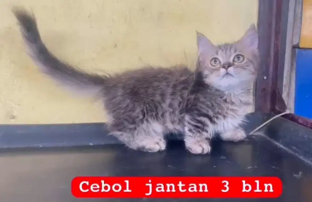 Kucing munckhin x persia jantan 3.5 bln
