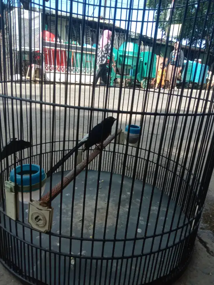 D jual burung murai