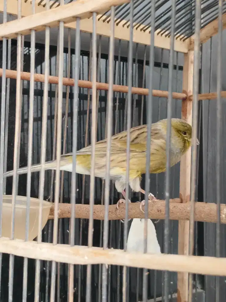 Kenari fys gacor bodi big