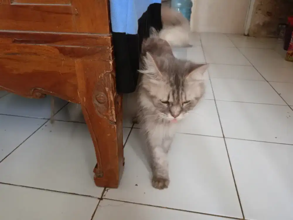 Dijual kucing anggora