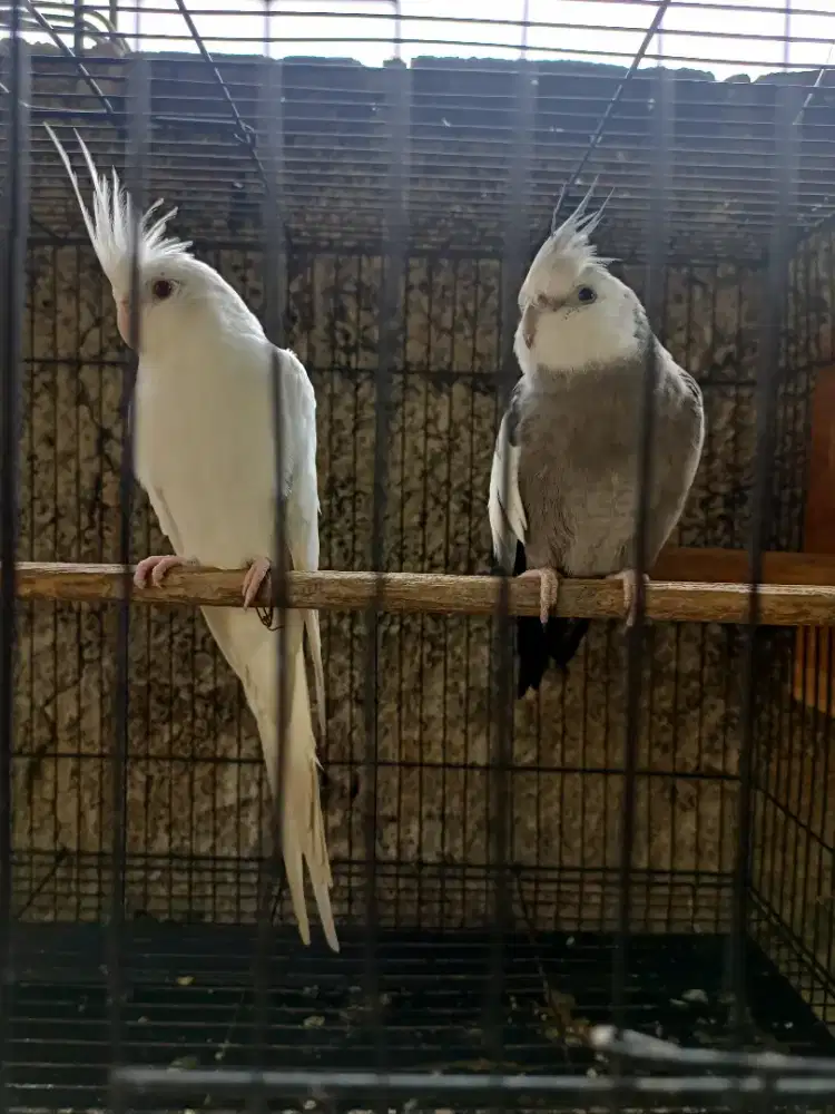 Pasangan Burung Falk Siapan