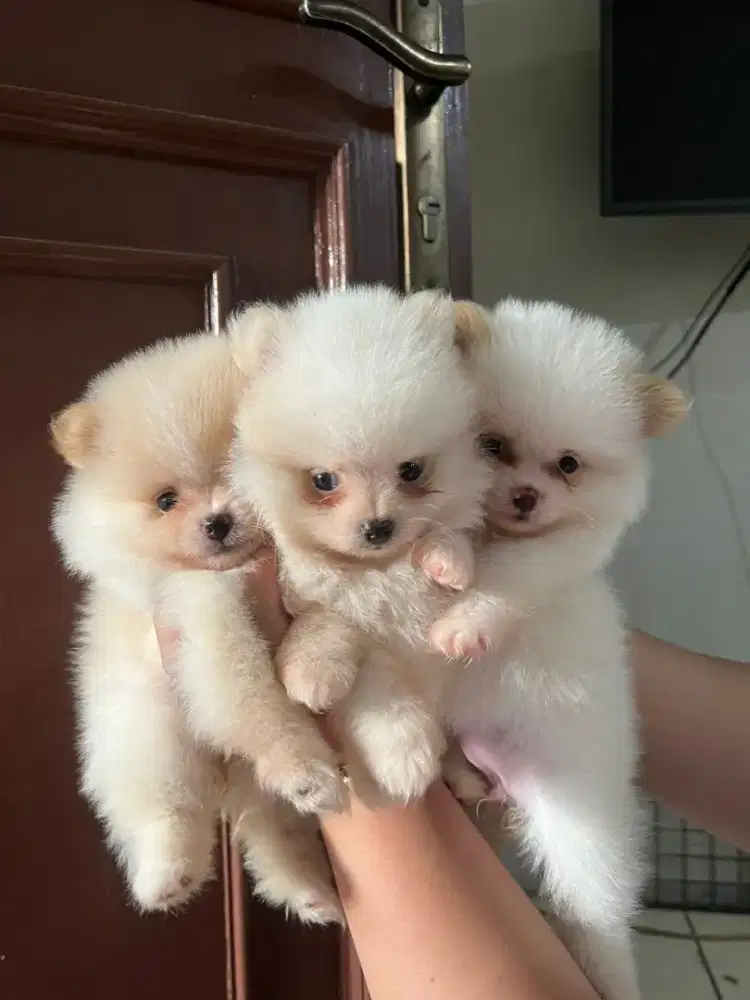 3 ekor betina super gembul n lucu