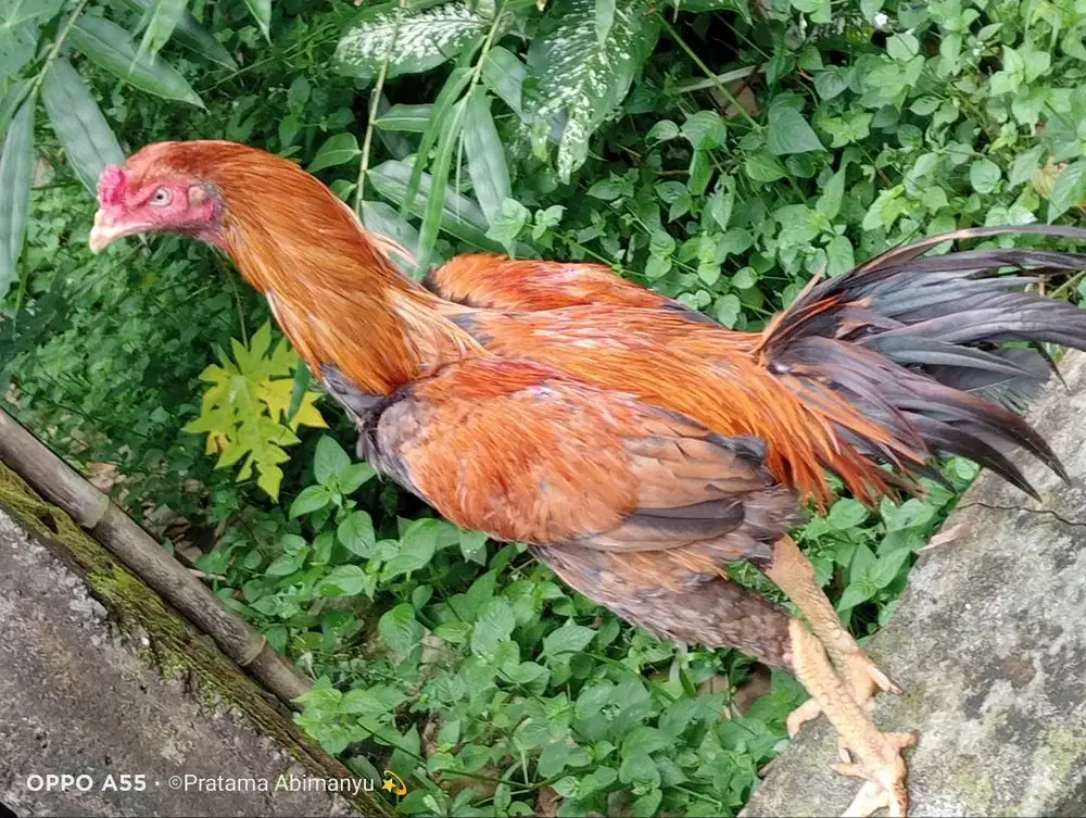 Ayam Bangkok Purworejo