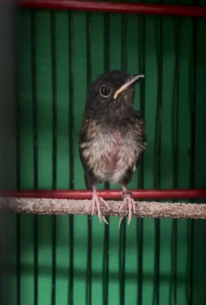 Murai loloh blom mandiri