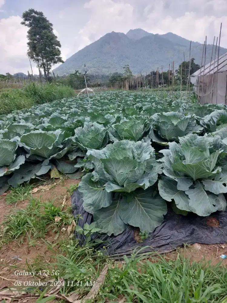Tanah kebun di getasan