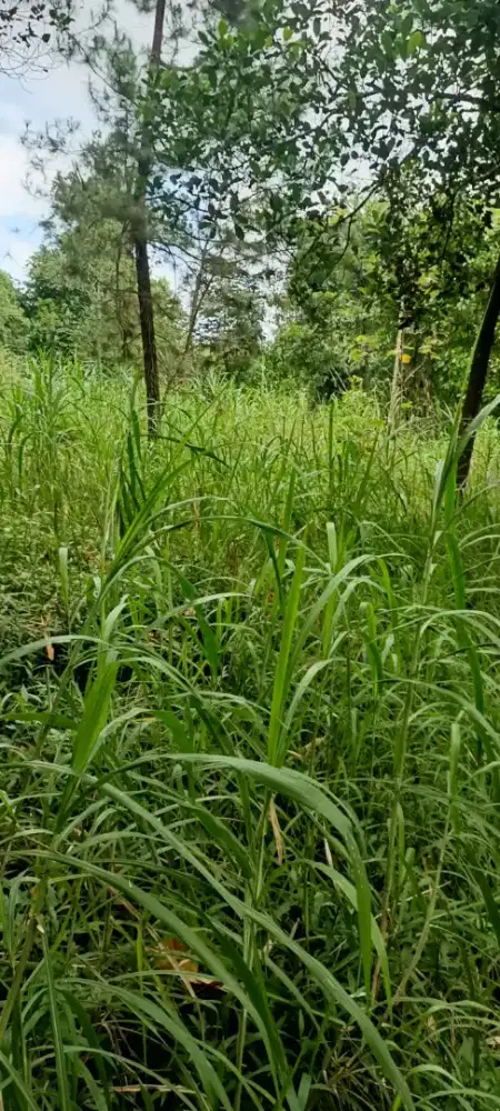 Tanah kebun murah di getasan