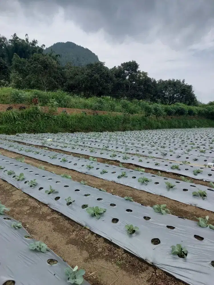 Tamah tepi jalan area telomoyo