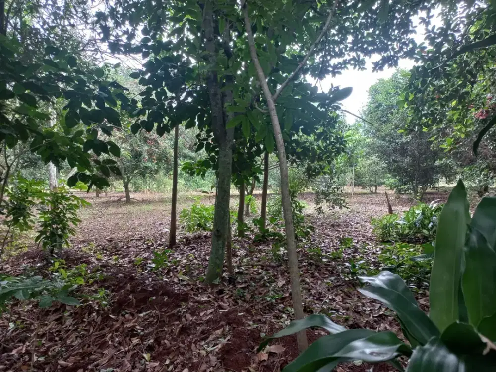 Dijual Tanah Strategis Di subang  Dekat Pintu Tol Kalijati