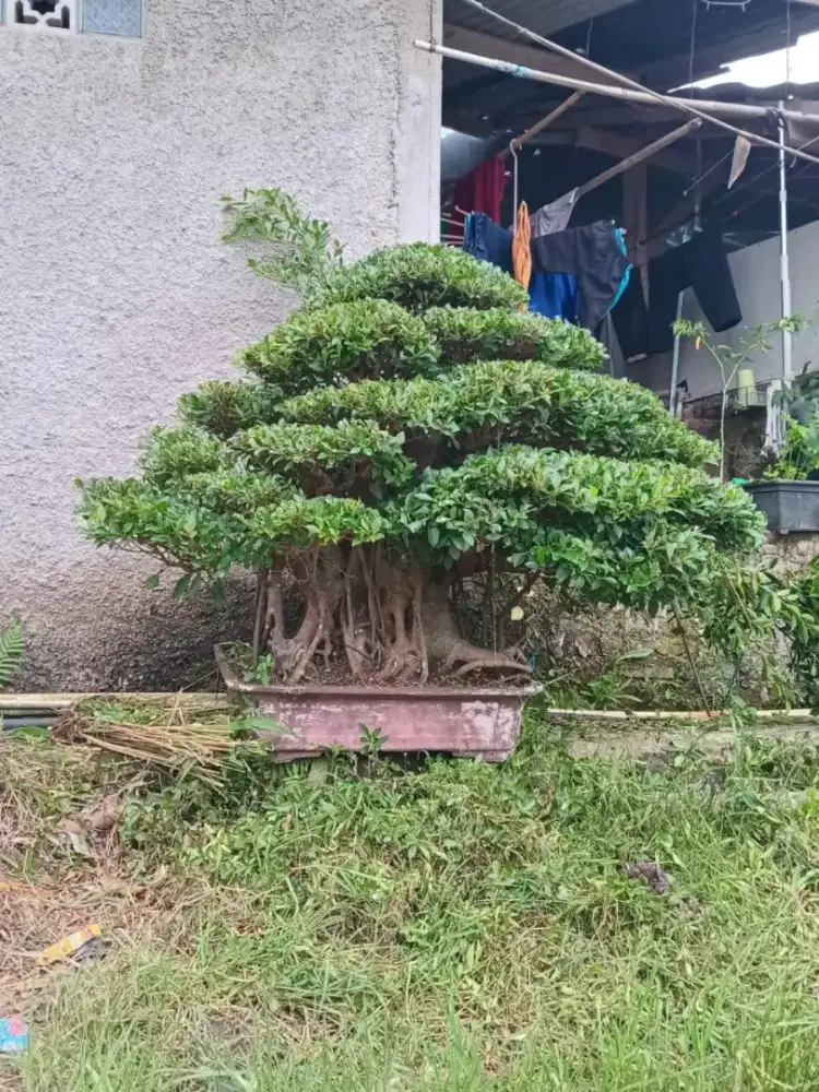 Bonsai kimeng jumbo collector item