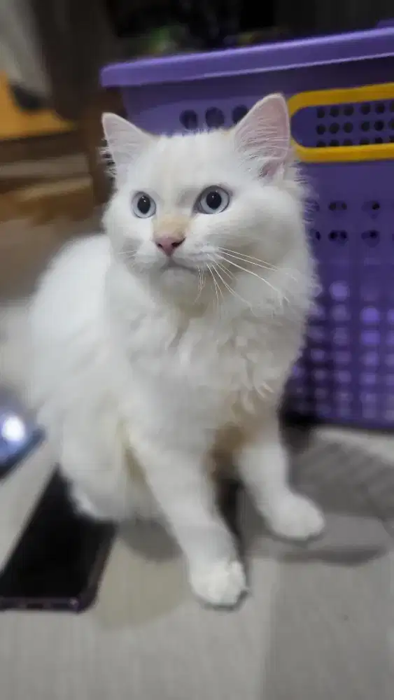 Kucing red point,seal point dan marble short hair