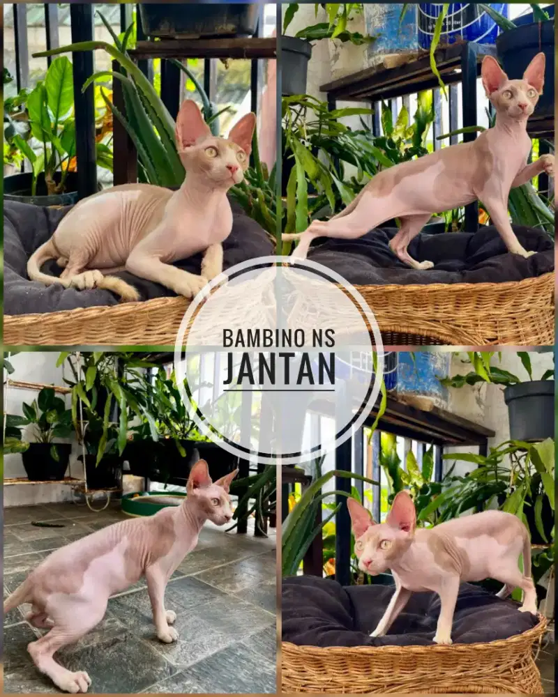 Bambino NS jantan bicolor pintar kawin