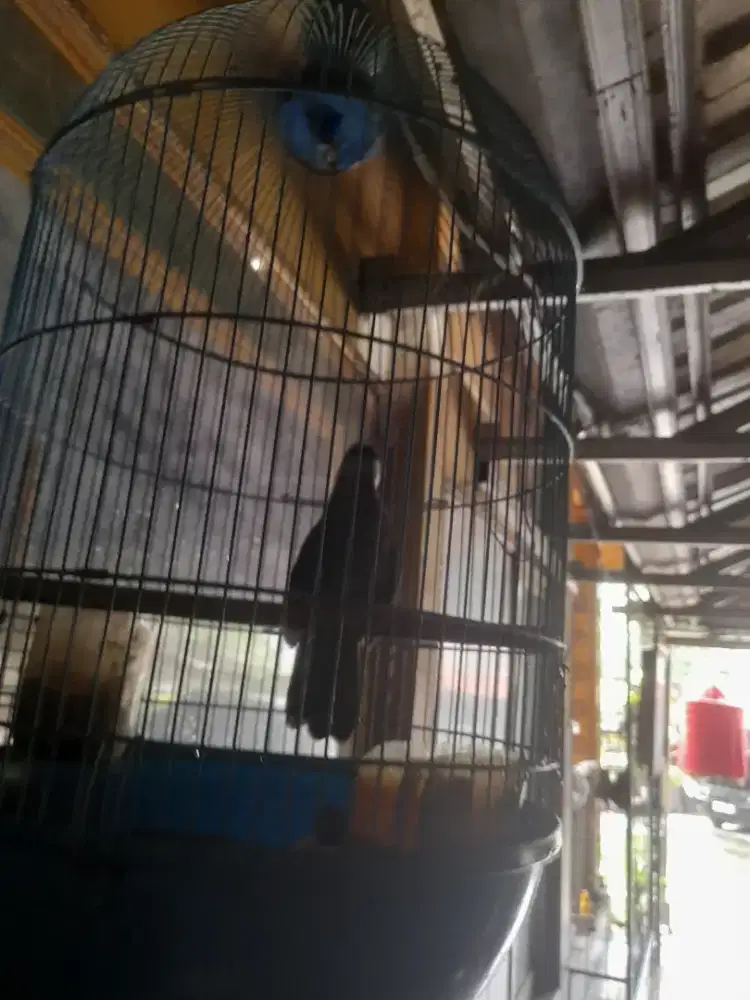 Jual burung poksay hongkong