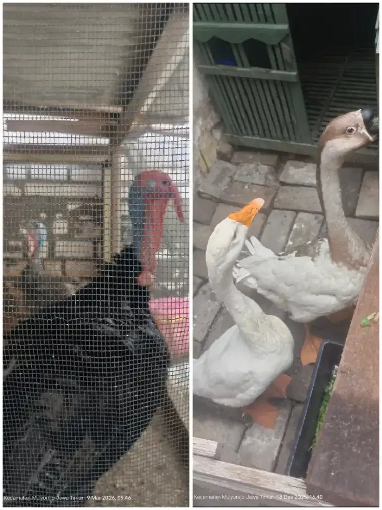 Sepasang kalkun dan sepasang angsa