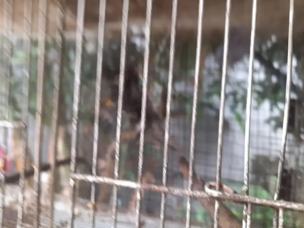 Jual  jalak hongkong