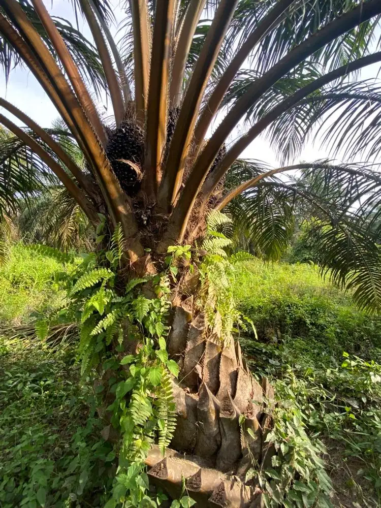 Dijual Kebun Sawit 4,7 Hektar