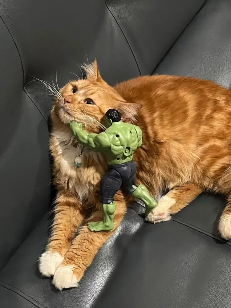 Lepas Adop Anabul - Kucing mix