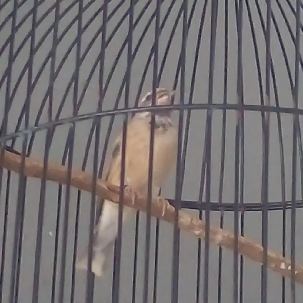 Blackthroat pejantan