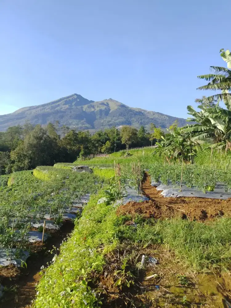 Tanah pertanian/kebun dikopeng